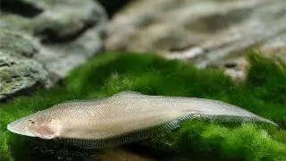 Cynoglossus microlepis
