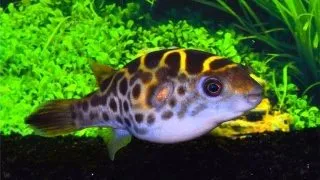 Tetraodon fluviatilis