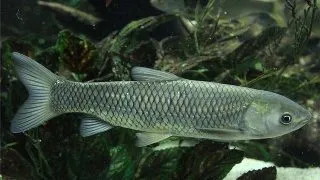 Hypophtralmichthys molitrix