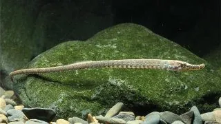 Hippichthys sp.
