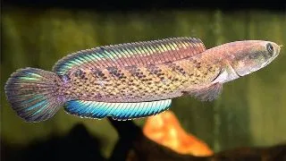 Channa punctata