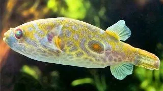 Tetraodon leiurus (Twin-Spot Puffer)