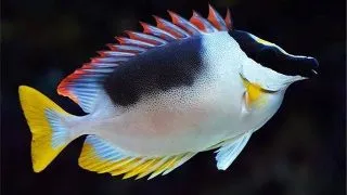 Siganus magnificus Magnificent rabbitfish M