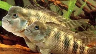 Steatocranus casuarius