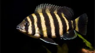 Tilapia buttikoferi