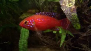 Hemichromis guttatus