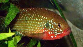 Hemichromis bimaculatus