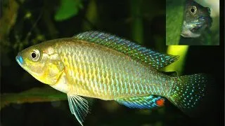 Pseudocrenilabrus multicolor