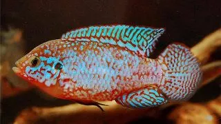 Hemichromis liffalili blue Jewel