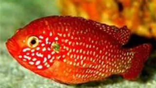 Hemichromis lifalili Blood-Red Jewel Cichlid