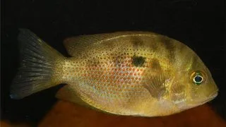Etroplus maculatus
