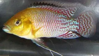 Pseudocrenilabrus nicolsi