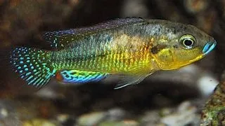 Pseudocrenilabrus philander dispersus