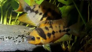 Amatitlania  nanolutea (Cryptoheros nanoluteus)
