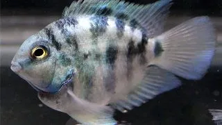 Hybrid blue tiger parrot