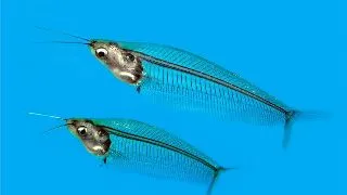 Kryptopterus bicirrhis