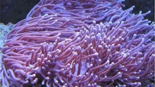 Macrodactyla doreensis