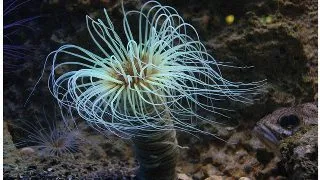 Anemona Tub (Membranaceus Cerianthus)