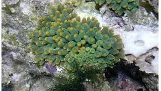 Anemona Heteractis Balu (verde profund)