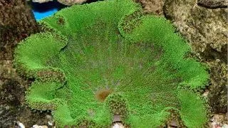 Stichodactyla haddoni (M)