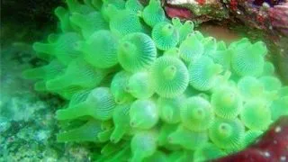 Entacmaea quadricolor-Green