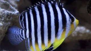 Barred angelfish (Paracentropyge multifasciata)