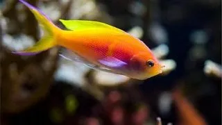 Mirolabrychthys ignitus