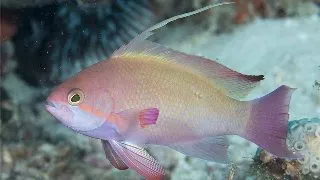 Nemanthias carberryi - Threadfin anthias M