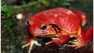 Dyscophus guineti (Broasca rosie)