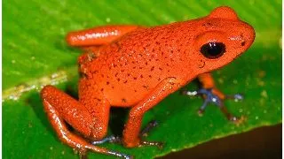 Broasca Dendrobates pumilio Bastimentos (Strawberry poison frog)