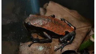Phrynomerus microps (Broasca de cauciuc africana)