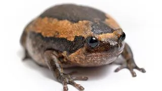 Broasca Kaloula pulchra (Asia bull frog)