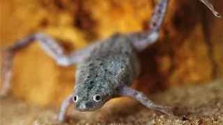 African dwarf frog Hymenochirus spec