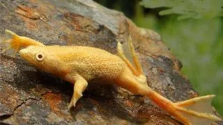Hymenochirus sp. gold
