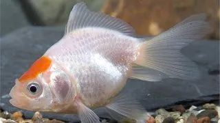 Carassius auratus red cap