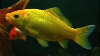 Carassius auratus yellow