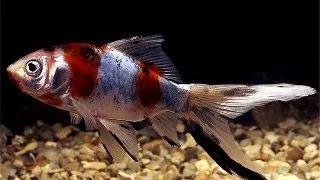 Carassius auratus schubunkin
