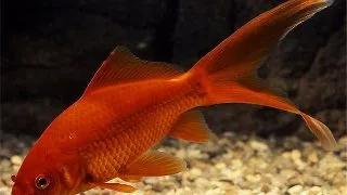 Carassius auratus red cometa
