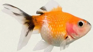 Carassius auratus l.f.	pearl