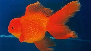 Carassius auratus l.f. lion head