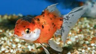 Carassius auratus l.f. calico oranda