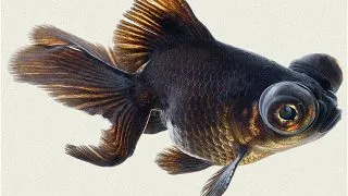 Carassius auratus l.f. / black butterfly tail