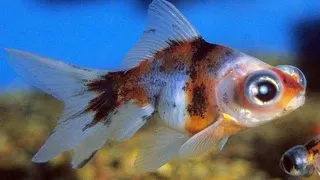 Carassius auratus l.f. calico telescop