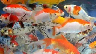 Carassius auratus mix