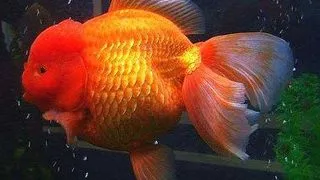 Carassius auratus l.f. red oranda