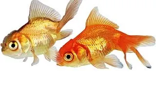 Carassius auratus l.f. mixed