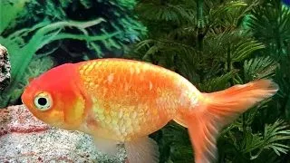 Carassius auratus l.f. / ranchu mix