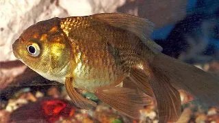 Carassius auratus l.f chocolate