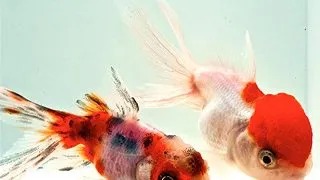 Carassius auratus l.f assorted Oranda