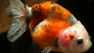 Carassius auratus l.f. calico ranchu
